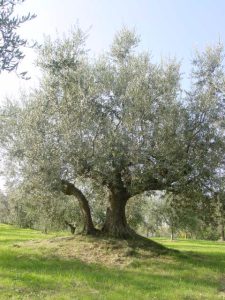 Poggio Berni - Azienda Agricola Barducci Giuliano 