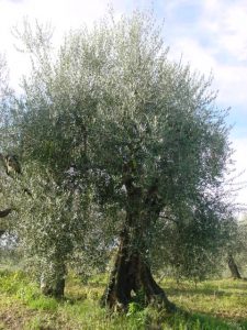 Rimini - Azienda Agricola Gabrielli Venerina