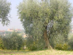Longiano - Azienda Agricola Baldazzi Denis 