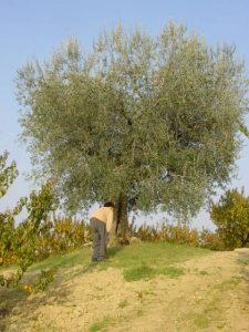 Longiano - Azienda Agricola Baldazzi Denis 