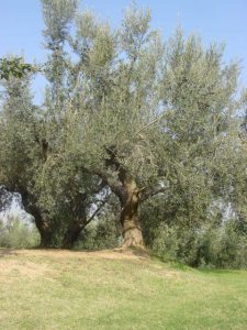 Poggio Berni - Azienda Agricola Barducci Giuliano