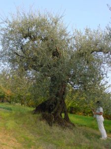 Roncofreddo - Azienda Agricola Baldiserri Davide