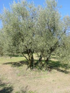 Brisighella - Azienda Agricola Agripan 