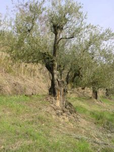 Brisighella - Azienda Agricola Ca' di Lucchino 