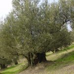 Brisighella - Azienda Agricola Ca' di Lucchino