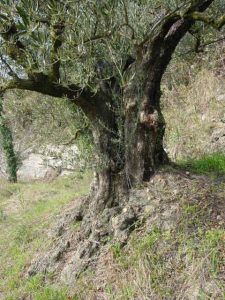 Brisighella - Azienda Agricola Ca' di Lucchino 