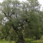 Brisighella - Azienda Agricola Ciani