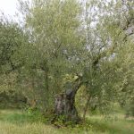 Brisighella - Azienda Agricola Ciani