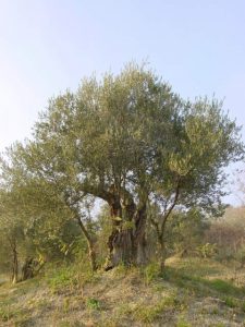 Casola Valsenio - Azienda Agricola Linguerri Giorgio 