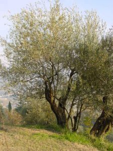 Casola Valsenio - Azienda Agricola Linguerri Giorgio 