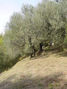 Brisighella - Azienda Agricola Nonni Rosa Angela 