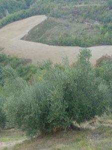 Brisighella - Azienda Agricola Peneto