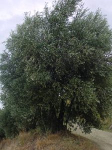 Brisighella - Azienda Agricola Peneto