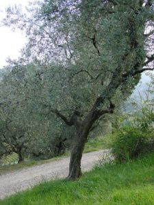 Brisighella - Azienda Agricola Spada Luigi Brisighella - Azienda Agricola Spada Luigi 