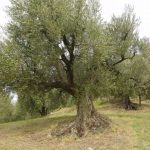 Brisighella - Azienda Agricola Spoglianti Valerio