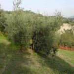 Brisighella - Azienda Agricola Tedioli Luigi