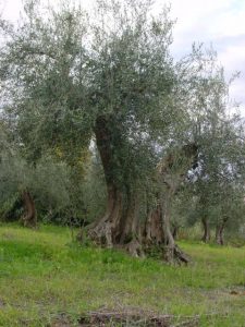 Rimini - Azienda Agricola Aluigi Sergio