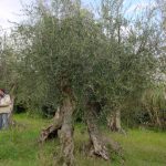 Rimini - Azienda Agricola Aluigi Sergio