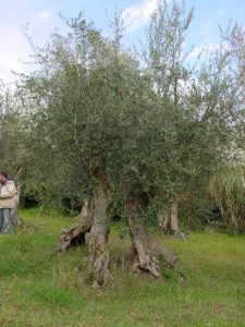 Rimini - Azienda Agricola Aluigi Sergio 