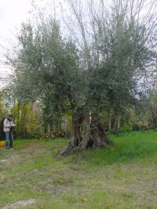 Rimini - Azienda Agricola Aluigi Sergio 