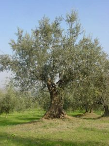 Poggio Berni - Azienda Agricola Barducci Giuliano