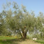 Poggio Berni - Azienda Agricola Barducci Giuliano