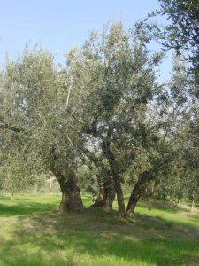 Poggio Berni - Azienda Agricola Barducci Giuliano 