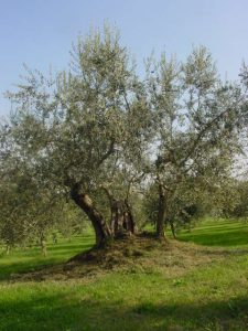 Poggio Berni - Azienda Agricola Barducci Giuliano 