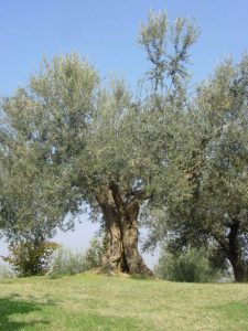 Poggio Berni - Azienda Agricola Barducci Giuliano 