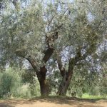 Poggio Berni - Azienda Agricola Barducci Giuliano