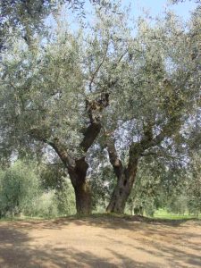 Poggio Berni - Azienda Agricola Barducci Giuliano