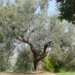 Poggio Berni - Azienda Agricola Barducci Giuliano