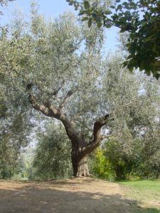 Poggio Berni - Azienda Agricola Barducci Giuliano 