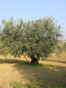 Coriano - Azienda Agricola Belluoccio Armando