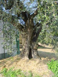 Coriano - Azienda Agricola Belluoccio Armando