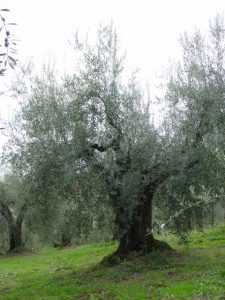 San Clemente - Azienda Agricola Binotti Giuseppe