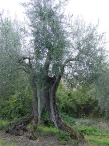 San Clemente - Azienda Agricola Binotti GiuseppeSan Clemente - Azienda Agricola Binotti Giuseppe