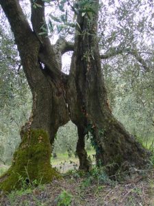 San Clemente - Azienda Agricola Binotti Giuseppe