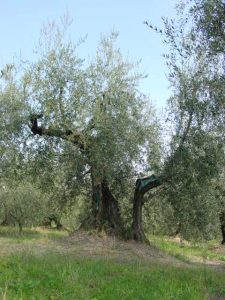 San Clemente - Azienda Agricola Binotti Giuseppe