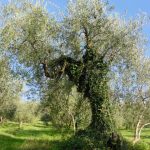 Saludecio - Azienda Agricola Calesini Amato