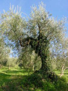 Saludecio - Azienda Agricola Calesini Amato 