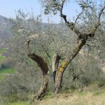 Saludecio - Azienda Agricola Calesini Amato