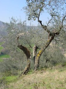 Saludecio - Azienda Agricola Calesini Amato 