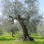 Saludecio - Azienda Agricola Calesini Amato