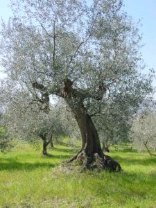 Saludecio - Azienda Agricola Calesini Amato