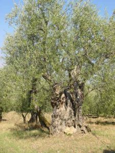 Verucchio - Azienda Agricola Celli Giorgio