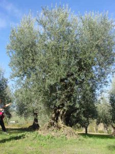 Montescudo - Azienda Agricola Conti Enrico 