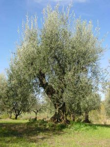 Montescudo - Azienda Agricola Conti Enrico