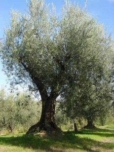 Montescudo - Azienda Agricola Conti Enrico 