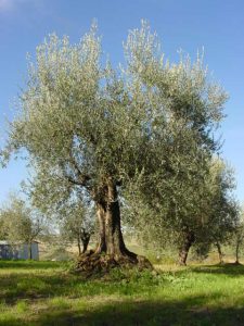 Montescudo - Azienda Agricola Conti Enrico 